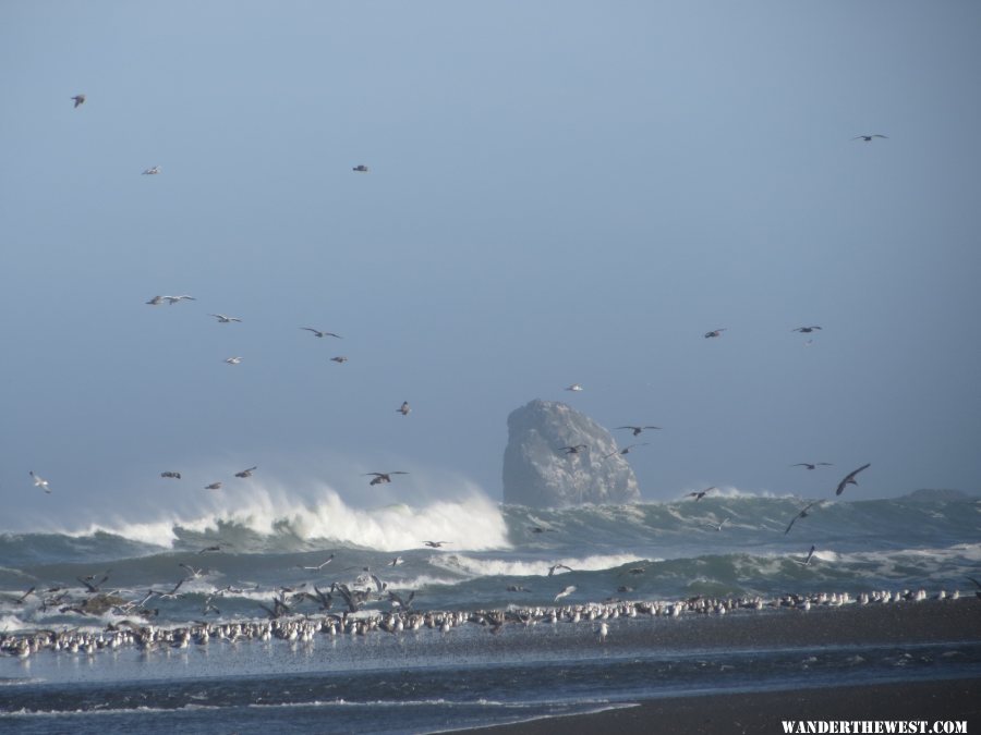 2014 OR I50 CAPE BLANCO SP