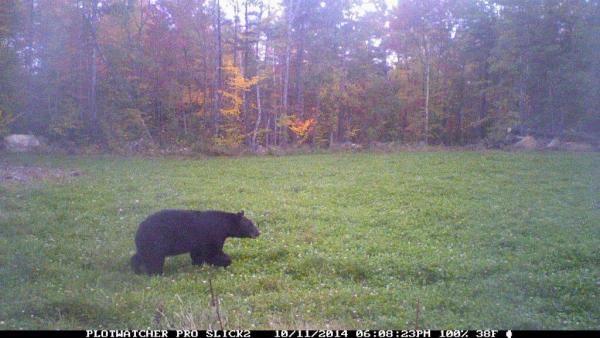 A black bear that frequents my clover field.