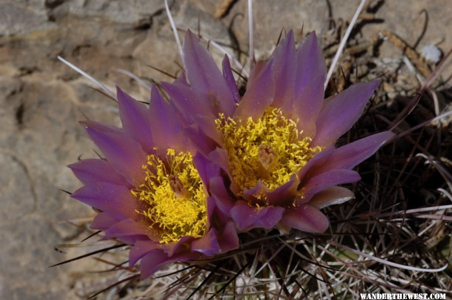 A different cactus flower