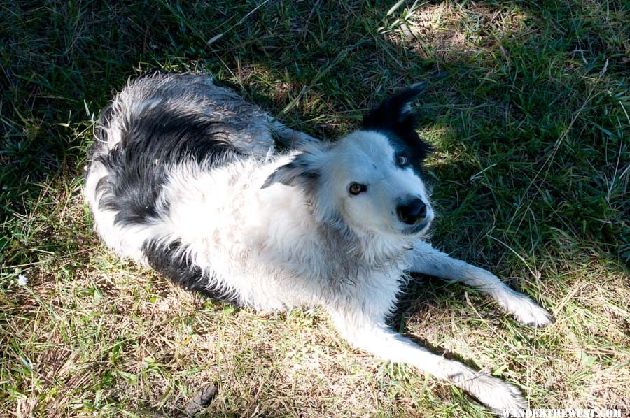 A Fisherman's Dog