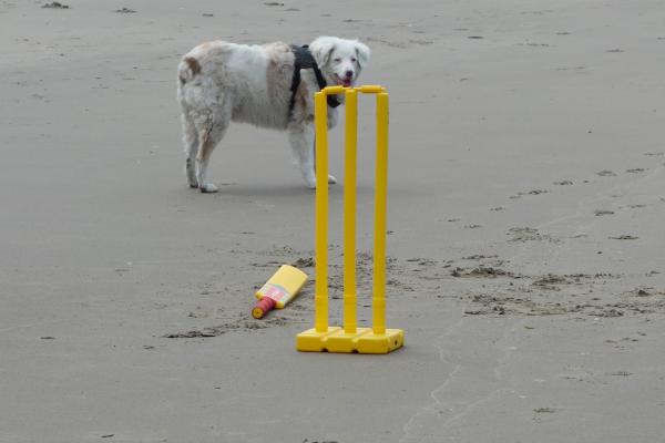 A Game of Cricket Anyone  June 24, 2015