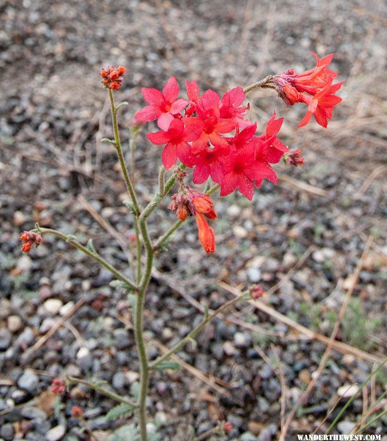 A roadside flower