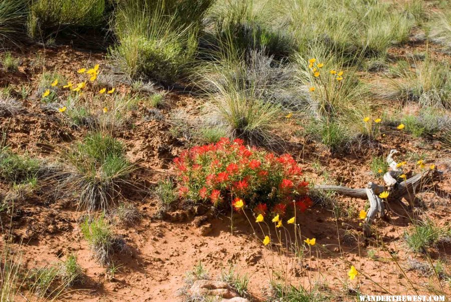 Alcove Nature Trail in May