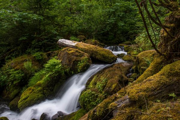 Along the Trail to Watson Falls, OR