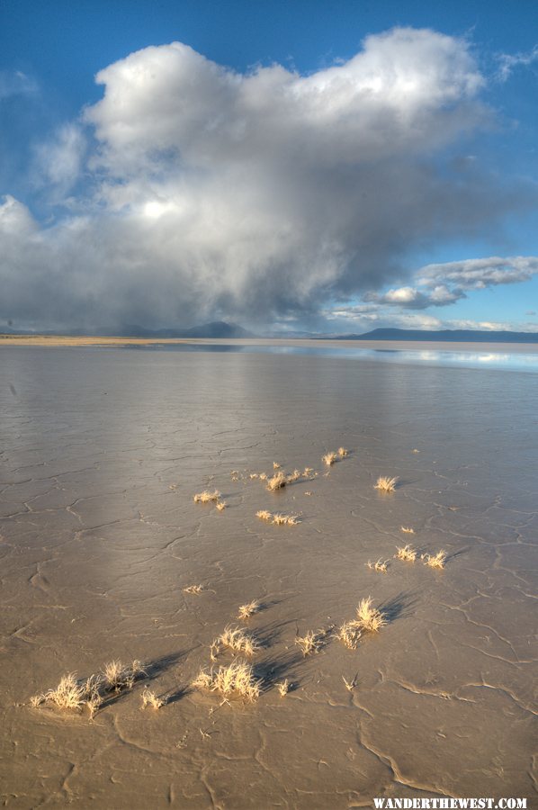 Alvord mud with cloud and salt grass; looking north