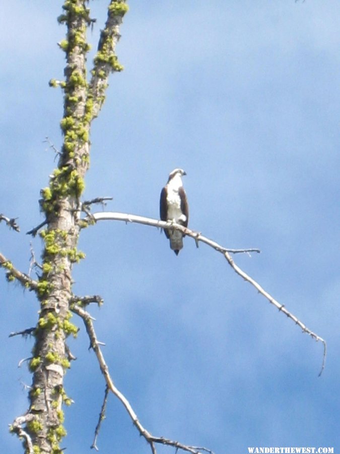 An Osprey at Paulina Lake