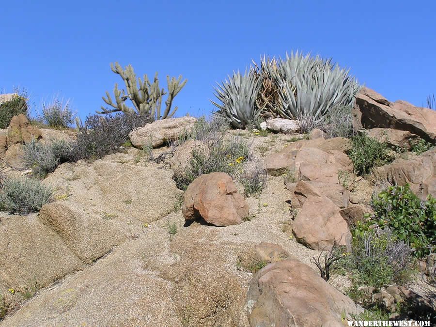 Anza-Borrego Plants