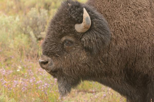 as close as you ever want to be to a bison ... 
yes we were inside our SUV