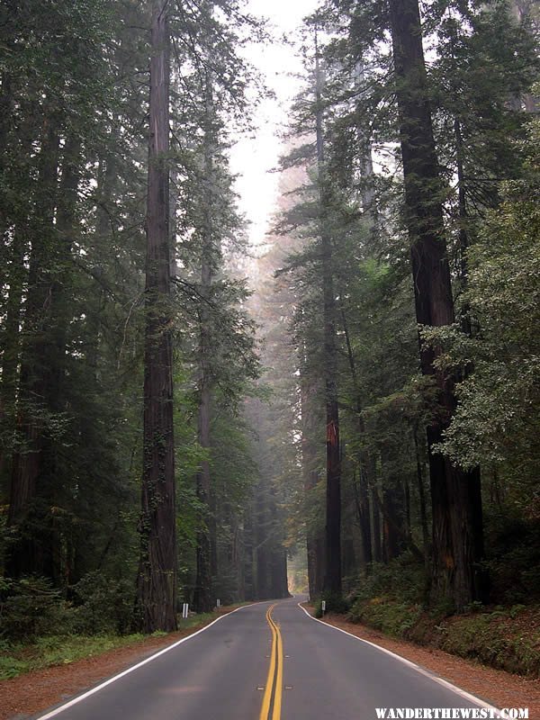 Avenue of the Giants