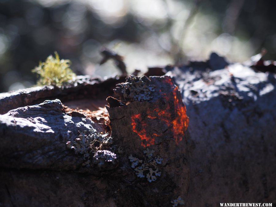 Backlit Bark