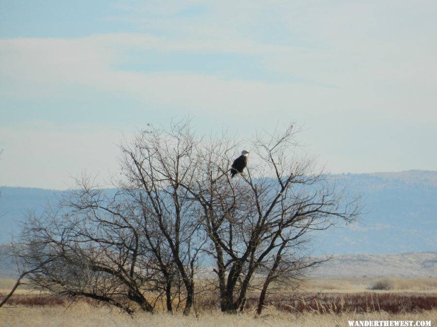 Bald Eagle at Lower Klamath NWR.