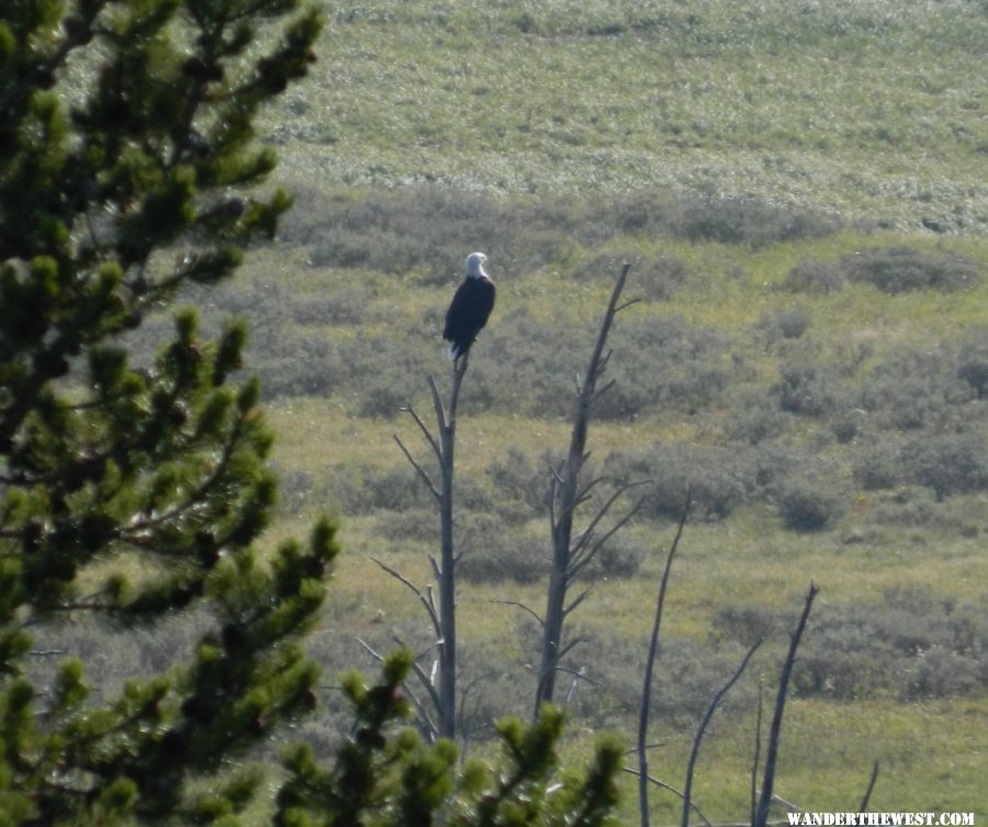 Bald Eagle in Hayden Valley