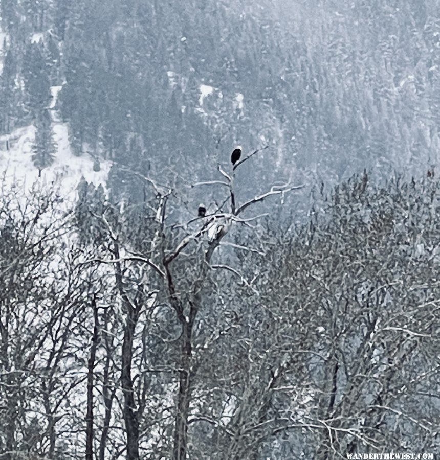 Bald Eagle Pair