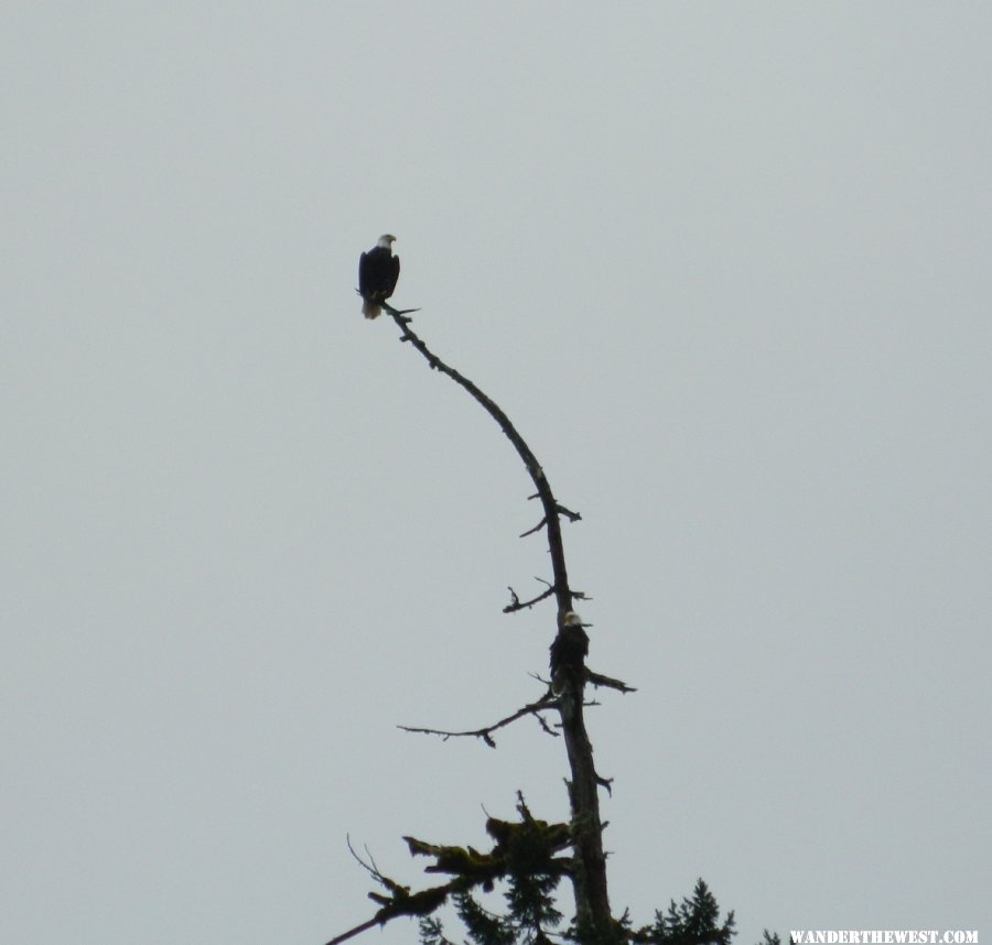 Bald Eagles in Hoh River Campground