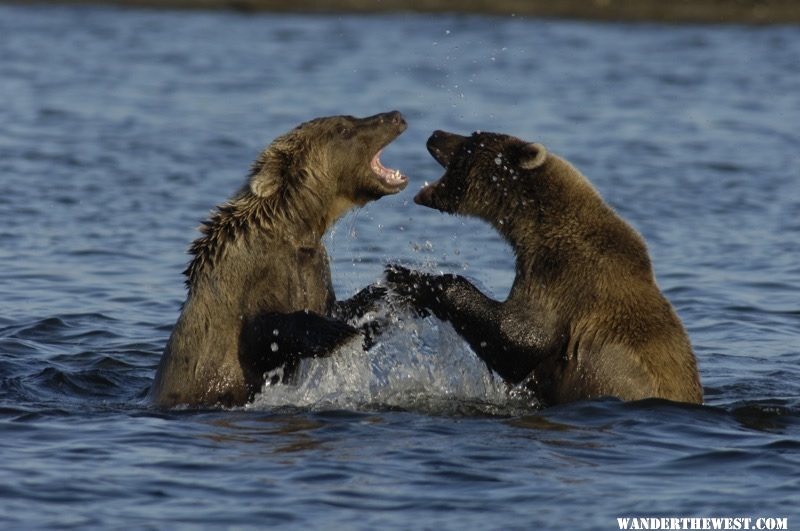 Bear cubs playing