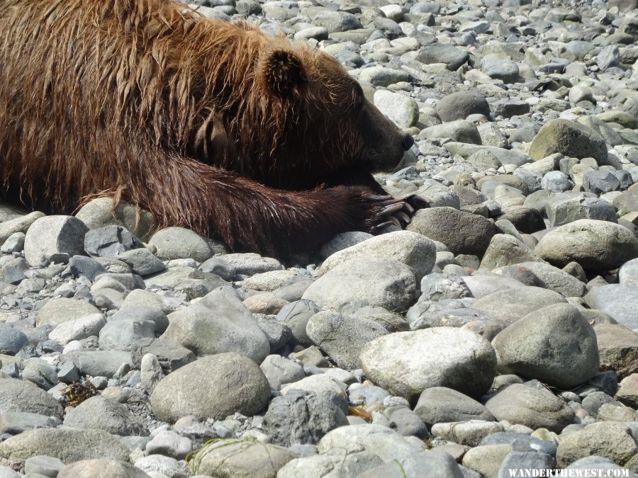 Bear Watching