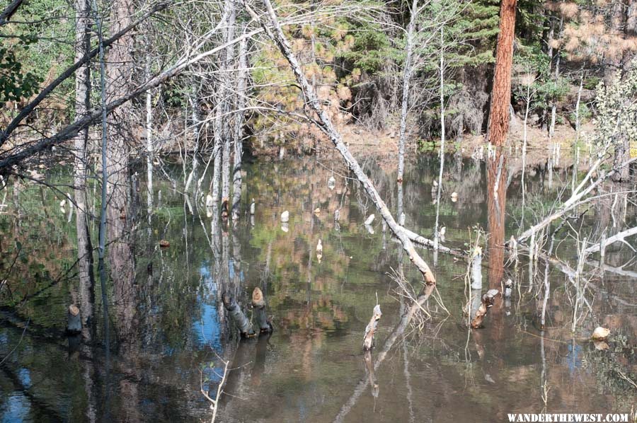 Beaver-brutalized and drowned trees