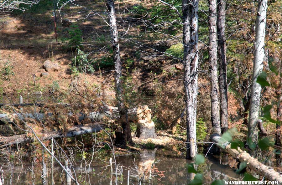 Beaver Pond with Felled Aspen