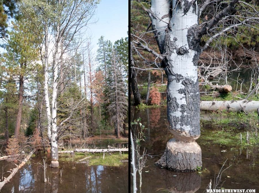 Beaver-work in mid-project