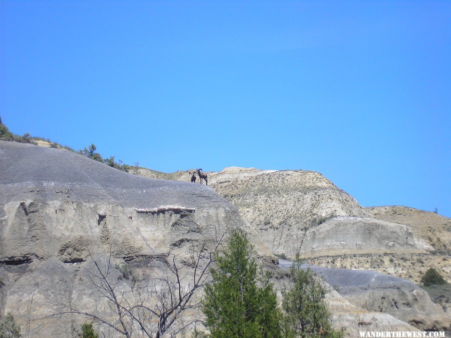 Big Horn sheep in Teddy Roosevelt NP