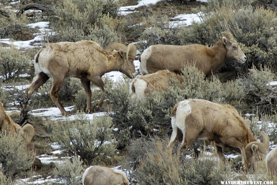 Bighorns -- Steens/Catlow Valley