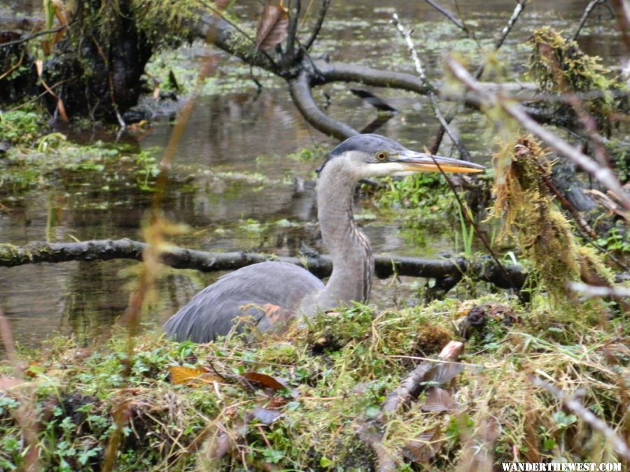 Blue heron