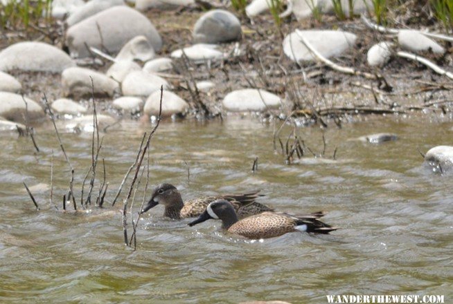 Blue winged teal