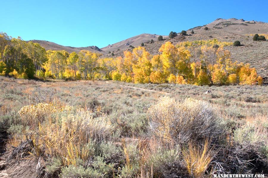 Bodie Hills Aspen