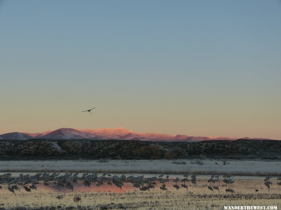 Bosque del Apache Sandhill Morning