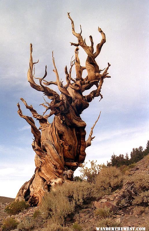 Bristlecone pine tree in the White Mountains