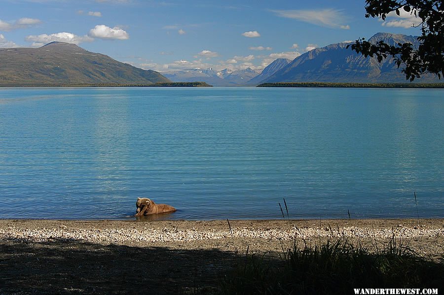 Brown bear at Brooks Camp