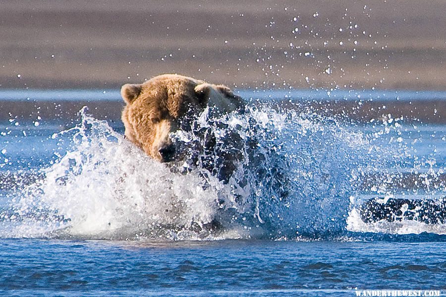 Brown Bear in Hallo Bay