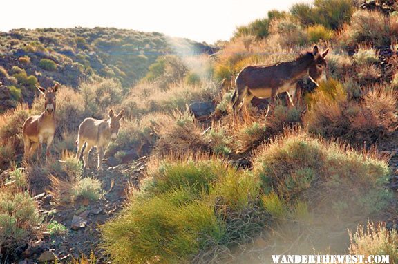 Burros in South Park Canyon--Panamint Mnts