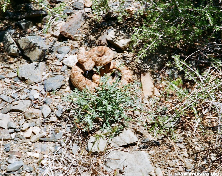 Buzz Worm: Speckled Rattler Near Butte Valley