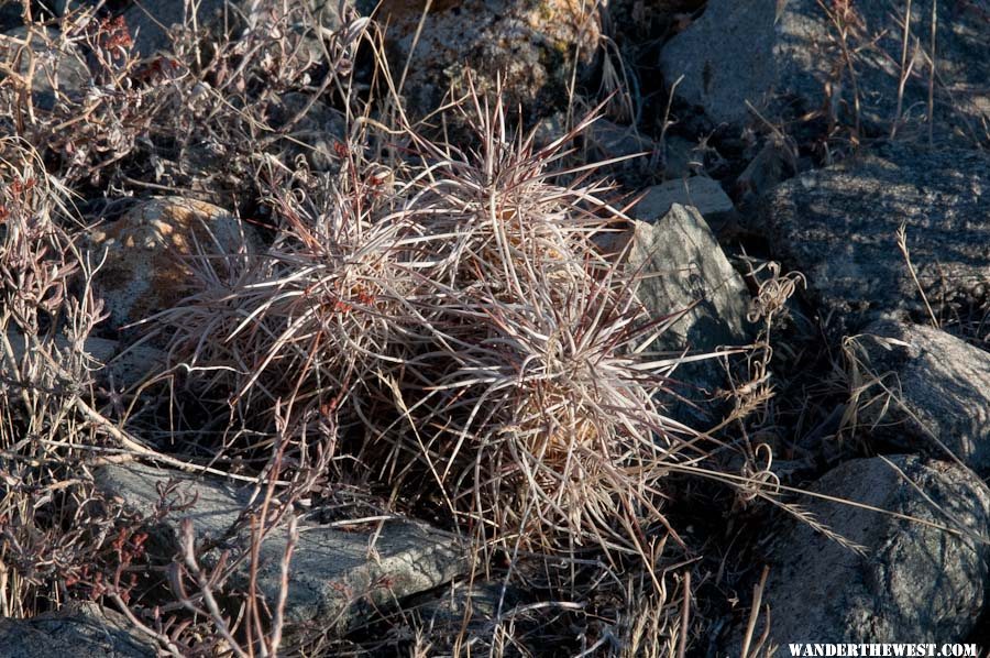 Cactus at North Twin River