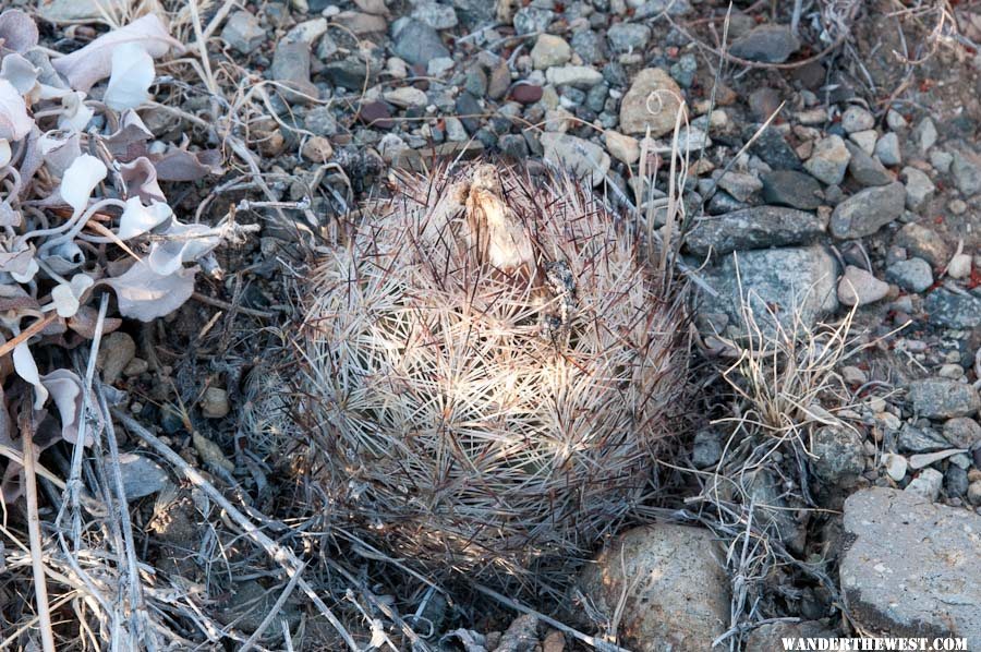 Cactus near North Twin River