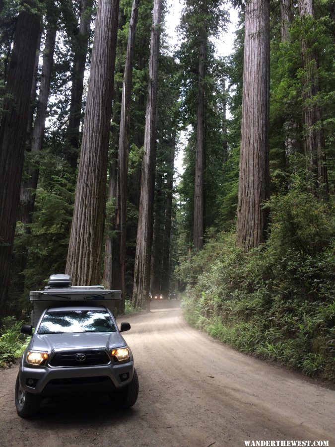 California Redwoods