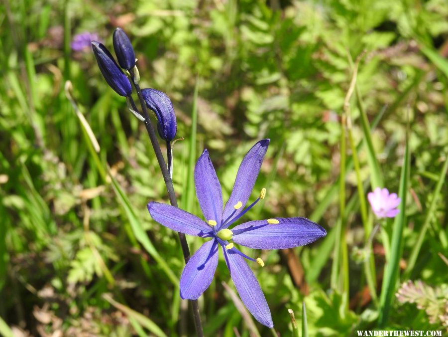 Camas Lilly