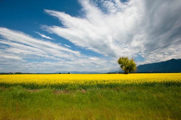 Canola Field, MT