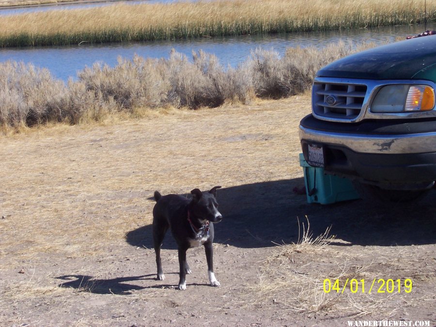 Carnip Res. Sheldon NWR, Nevada(04/07/2020)