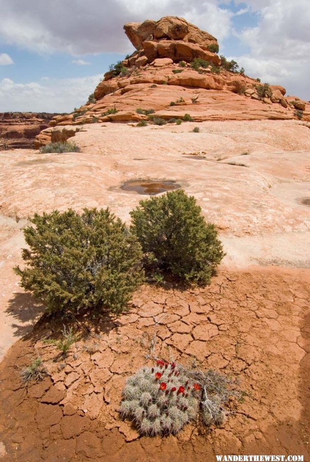 Cedar Mesa, UT