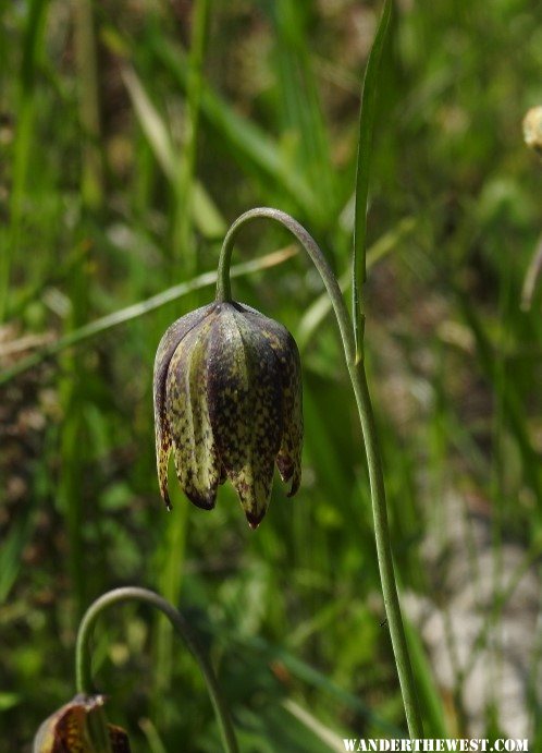 Chocolate Lilly