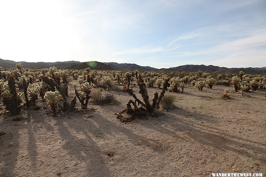 Cholla Cactus Garden