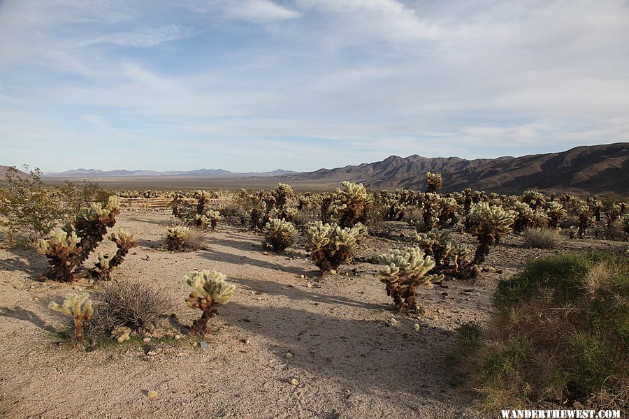 Cholla Cactus Garden