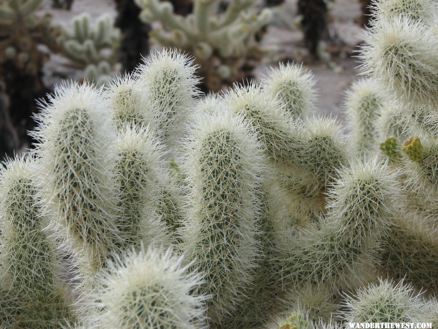 Chollo Cactus