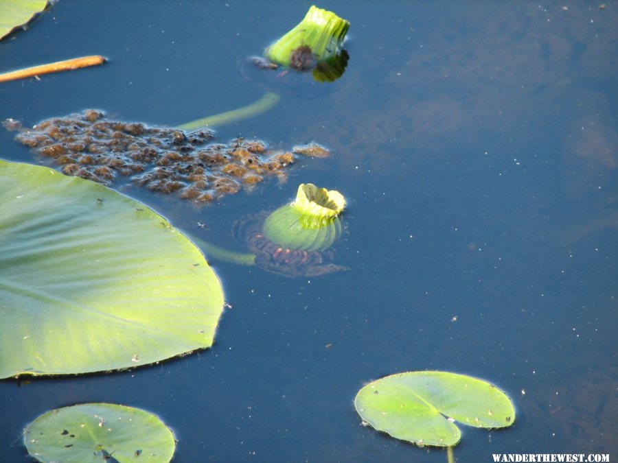 Co-op Lake