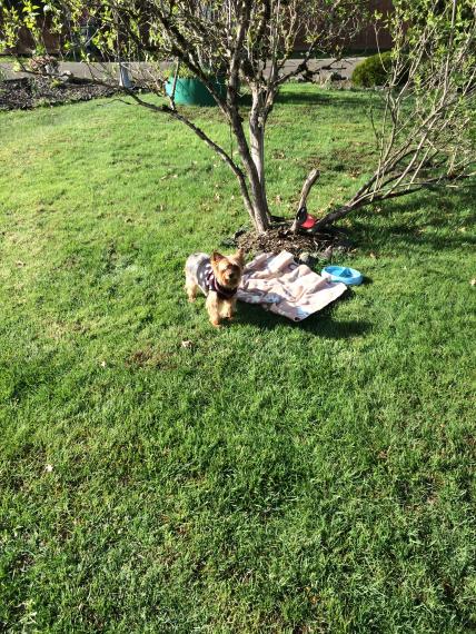 Coco enjoying the rare bit of sun (it rained almost constantly in western WA and OR during our trip), Elma RV Park, Elma WA