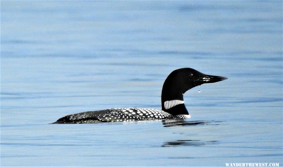 Common Loon