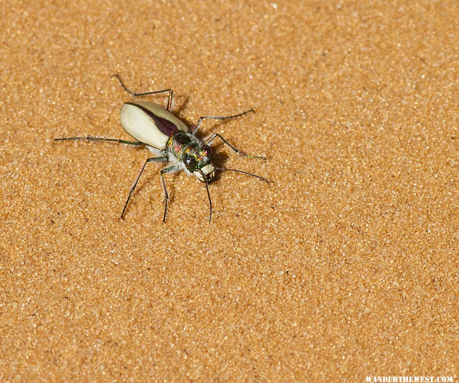 Coral Pink Sand Dunes Bettle