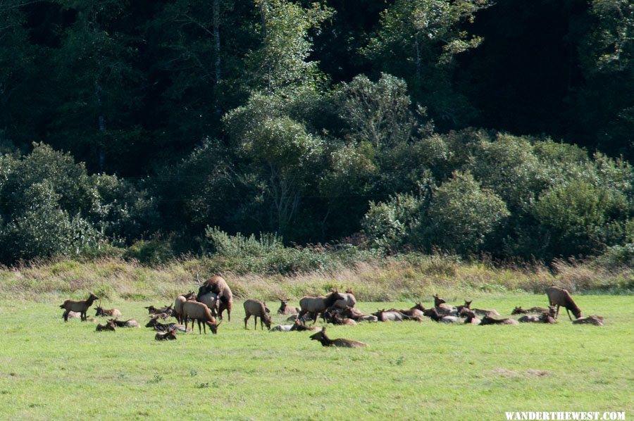 Cow Elk with their Husband